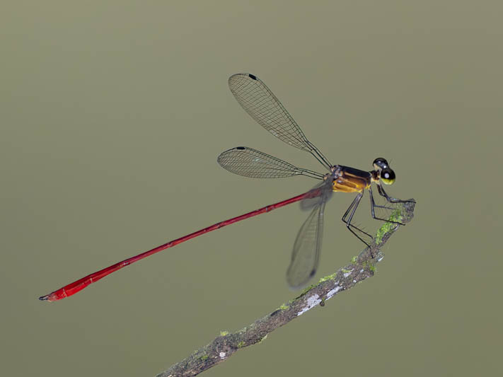 Heteragrion erythrogastrum (Red and Black Flatwing)-3.jpg